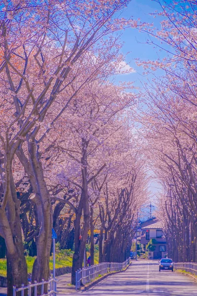 樱花盛开在体育场 东京乔福市 射击地点 东京乔福市 — 图库照片