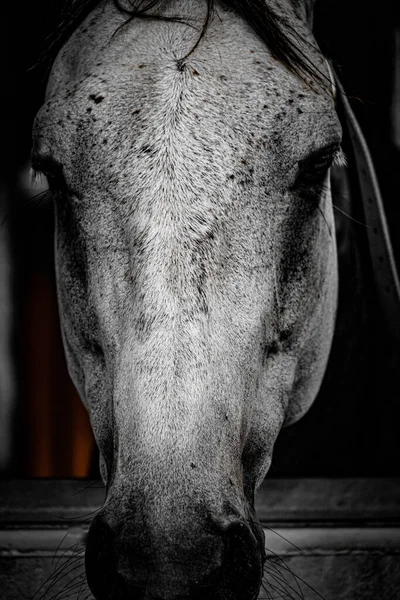 Immagine Cavallo Corsa Bianco Ubicazione Delle Riprese Sendai Prefettura Miyagi — Foto Stock