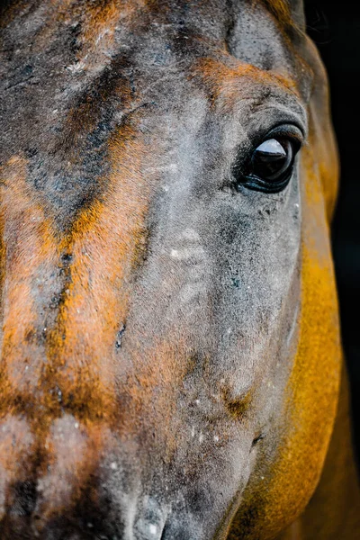 Cool Brun Häst Fotografering Plats Sendai Miyagi Prefektur — Stockfoto