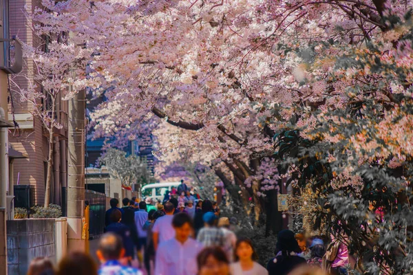 Cherry Blossoms Meguro River Shooting Location Meguro Tokyo — Stock Photo, Image