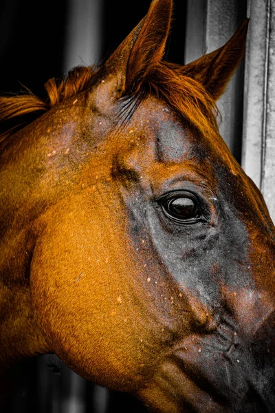Brun Häst Med Bra Hår Fotografering Plats Sendai Miyagi Prefektur — Stockfoto