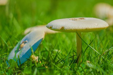 Bu beyaz ahşap görüntüsü. Çekim yeri: Tachikawa Şehri, Tokyo