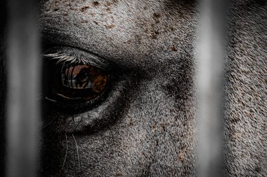 Beyaz yarış atı görüntüsü. Çekim yeri: Sendai, Miyagi Bölgesi