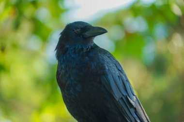 Jet-black crow (Hashibuto cam). Çekim Konumu: Hokkaido Hakodate Şehri
