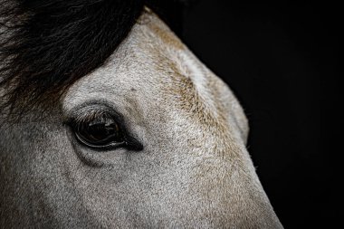 Beyaz yarış atı görüntüsü. Çekim yeri: Sendai, Miyagi Bölgesi
