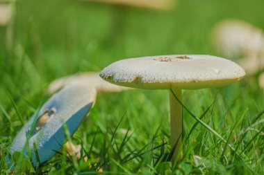 Bu beyaz ahşap görüntüsü. Çekim yeri: Tachikawa Şehri, Tokyo