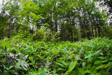 Biei ormanında. Çekim yeri: Biei - cho, Hokkaido