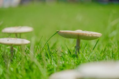 Bu beyaz ahşap görüntüsü. Çekim yeri: Tachikawa Şehri, Tokyo