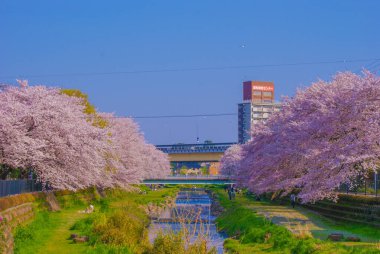 Spring Nogawa (Chofu Şehri, Tokyo). Çekim yeri: Tokyo Chofu Şehri