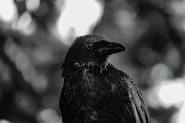 Jet-black crow (Hashibuto cam). Çekim Konumu: Hokkaido Hakodate Şehri