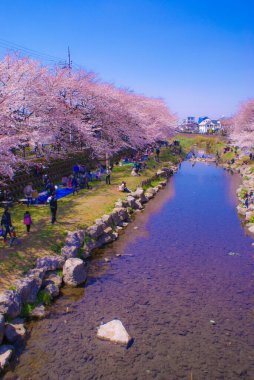 Spring Nogawa (Chofu Şehri, Tokyo). Çekim yeri: Tokyo Chofu Şehri