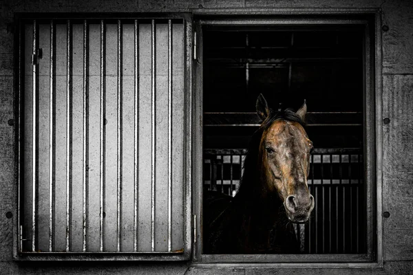 窓から出てくる茶色の馬 撮影場所 宮城県仙台市 — ストック写真