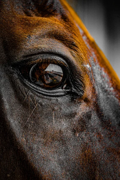 Cool Brown Horse Shooting Location Sendai Miyagi Prefecture — Stock Photo, Image