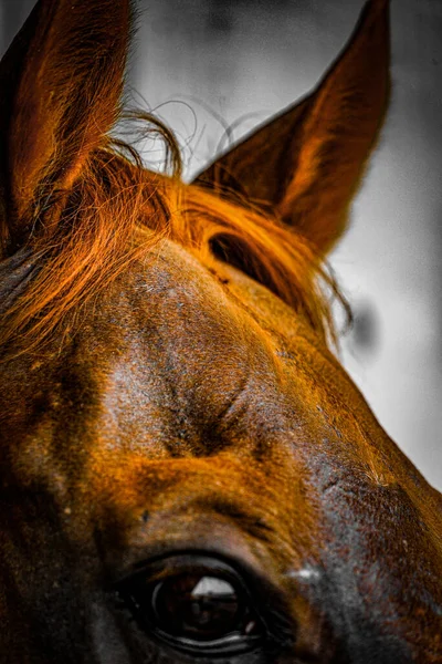 涼しい茶色の馬 撮影場所 宮城県仙台市 — ストック写真