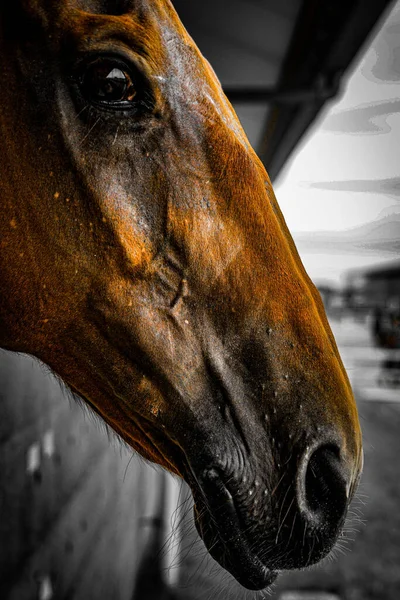 涼しい茶色の馬 撮影場所 宮城県仙台市 — ストック写真