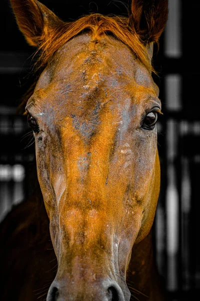Cool Brun Häst Fotografering Plats Sendai Miyagi Prefektur — Stockfoto