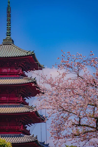 Ανθίζει Κερασιάς Στον Ναό Ικεγκάμι Χονμόνζι Τοποθεσία Ota Τόκιο — Φωτογραφία Αρχείου