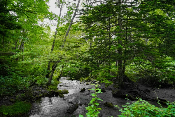 Nella Foresta Biei Luogo Delle Riprese Biei Cho Hokkaido — Foto Stock