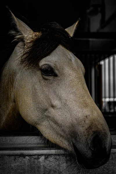 白い競走馬のイメージ 撮影場所 宮城県仙台市 — ストック写真