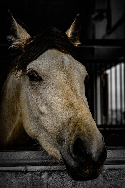 白い競走馬のイメージ 撮影場所 宮城県仙台市 — ストック写真