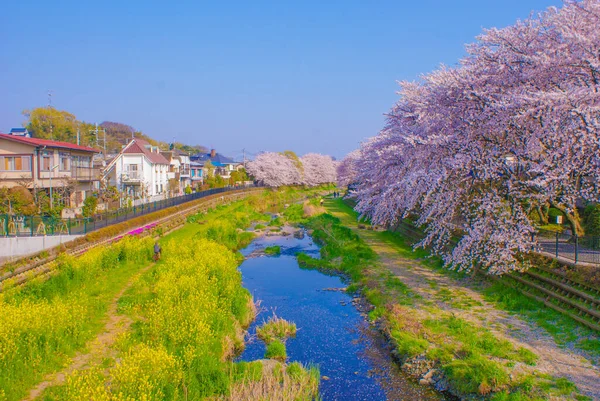 Spring Nogawa Chofu City Tokyo Luogo Delle Riprese Tokyo Chofu — Foto Stock