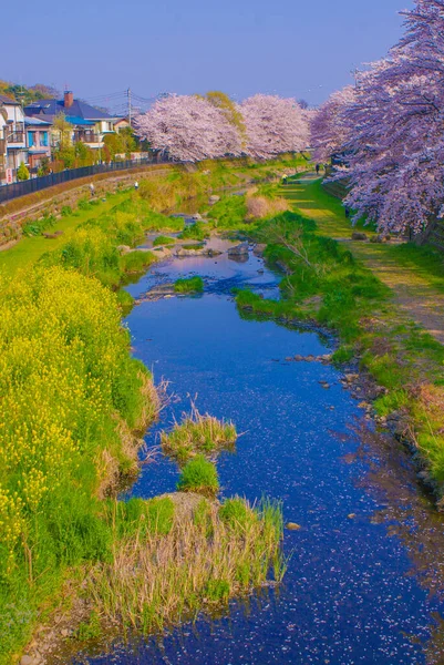 Wiosna Nogawa Miasto Chofu Tokio Miejsce Fotografowania Tokyo Chofu City — Zdjęcie stockowe