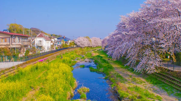 Wiosna Nogawa Miasto Chofu Tokio Miejsce Fotografowania Tokyo Chofu City — Zdjęcie stockowe