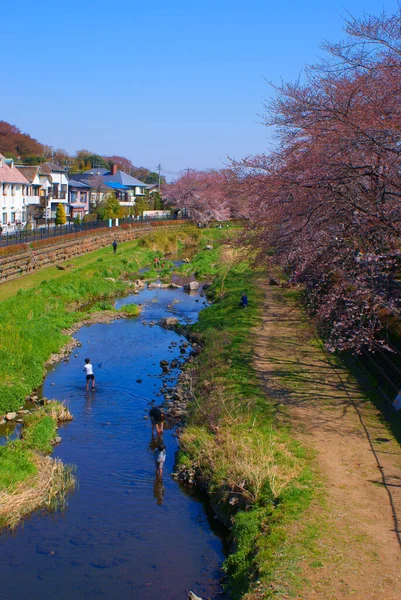 Spring Nogawa Chofu City Tóquio Localização Tiroteio Tokyo Chofu City — Fotografia de Stock
