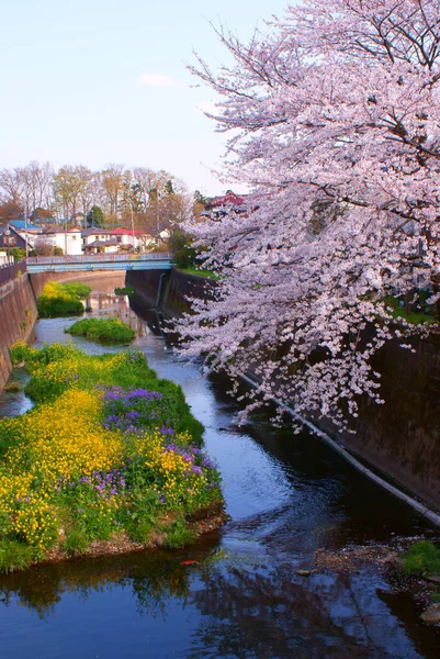 Весна Ногава Чоу Сити Токио Место Съемок Tokyo Chofu City — стоковое фото