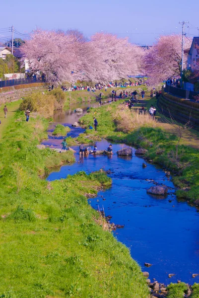 Spring Nogawa Chofu City Τόκιο Τοποθεσία Τόκιο Chofu City — Φωτογραφία Αρχείου