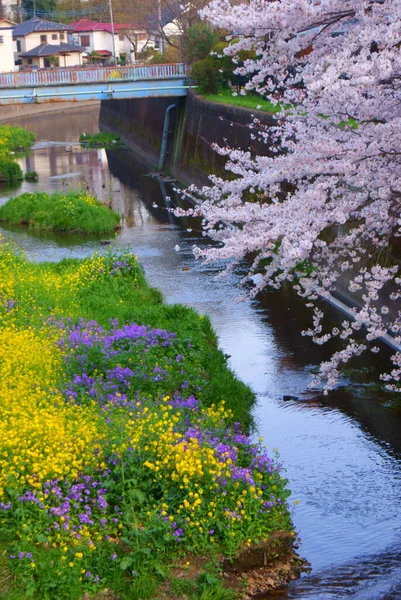 Весна Ногава Чоу Сити Токио Место Съемок Tokyo Chofu City — стоковое фото
