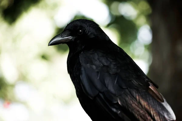 Jet Black Crow Kaca Hashibuto Dalam Bahasa Inggris Lokasi Penembakan — Stok Foto