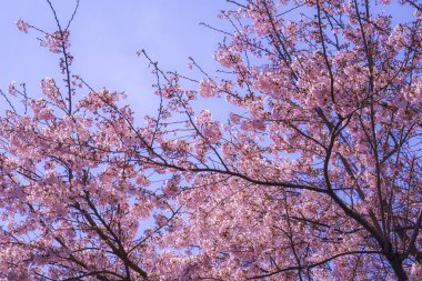 Sakuradai Sakura (Aoba -ku, Yokohama -shi). Shooting Location: Aoba -ku, Yokohama