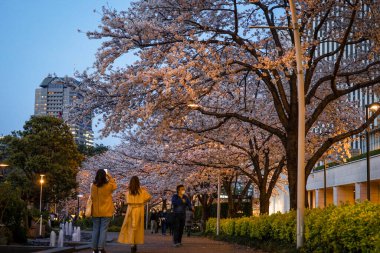 Roppongi Midtown cherry blossoms. Shooting Location: Minato -ku, Tokyo