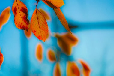 Dead leaves illuminated by the sunset. Shooting Location: Konan -ku, Yokohama