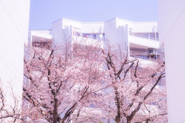 Sakuradai Sakura (Aoba -ku, Yokohama -shi). Shooting Location: Aoba -ku, Yokohama