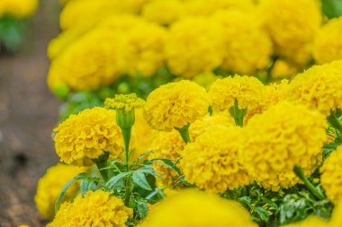 African Marigold (Senjugiku). Shooting Location: Hokkaido