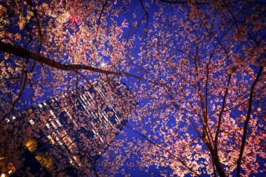 Roppongi Midtown cherry blossoms. Shooting Location: Minato -ku, Tokyo