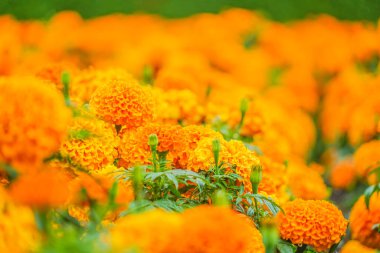African Marigold (Senjugiku). Shooting Location: Hokkaido