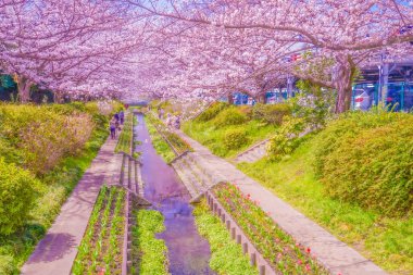 Egawa Seseragi Green Yolu. Çekim yeri: Tsuzuki Ward, Yokohama