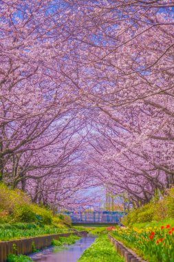 Egawa Seseragi Green Yolu. Çekim yeri: Tsuzuki Ward, Yokohama