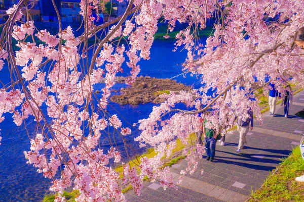 Cseresznyevirágok Kamogawa Folyómedrében Lövöldözés Helye Kiotó — Stock Fotó