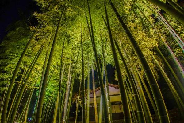 Molti Bambù Boschetto Bambù Luogo Delle Riprese Kyoto — Foto Stock