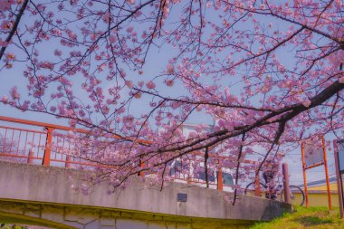 Egawa Seseragi Green Yolu. Çekim yeri: Tsuzuki Ward, Yokohama
