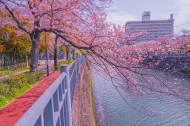 Ooka Nehri gezinti güvertesi Sakura. Çekim yeri: Minami -ku, Yokohama