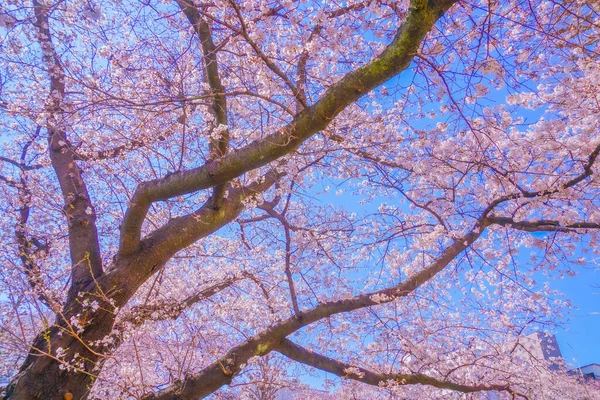 Kwitnie Wiśnia Krajowej Uniwersyteckiej Ulicy Miejsce Fotografowania Tachikawa City Tokio — Zdjęcie stockowe