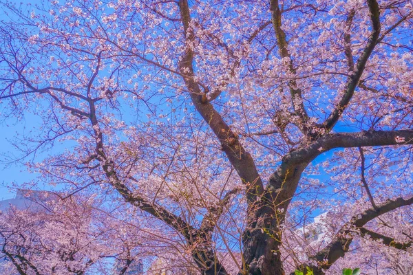 Kwitnie Wiśnia Krajowej Uniwersyteckiej Ulicy Miejsce Fotografowania Tachikawa City Tokio — Zdjęcie stockowe
