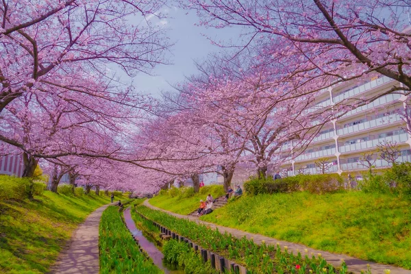 Эгава Зеленая Дорога Место Съемок Район Цузуки Йокогама — стоковое фото