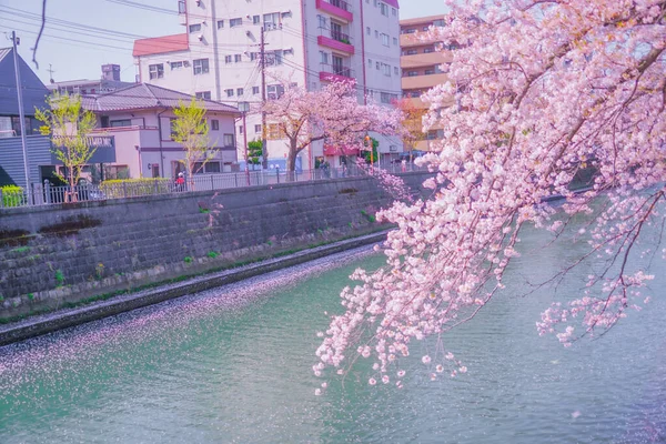 Ooka Folyó Sétány Sakura Lövöldözés Helye Minami Yokohama — Stock Fotó