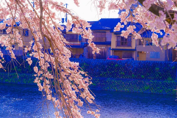 Цветение Вишни Русле Реки Камогава Место Съемки Киото — стоковое фото